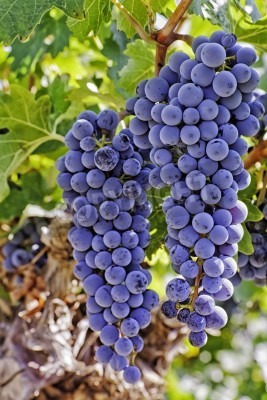 2-duze-kiscie-czerwonych-winogron-wiszace-na-winorosli-400-41529927